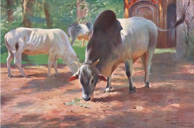 Indian Humped Cattle, from Wildlife of the World by Wilhelm Kuhnert